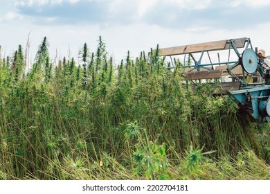 Combine Harvester Taking Off The Rich Harvest On The Industrial Hemp Plantation