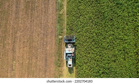 Combine Harvester Taking Off The Rich Harvest On The Industrial Hemp Plantation, Aerial View