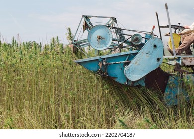 Combine Harvester Taking Off The Rich Harvest On The Industrial Hemp Plantation