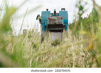 Combine Harvester Taking Off The Rich Harvest On The Industrial Hemp Plantation