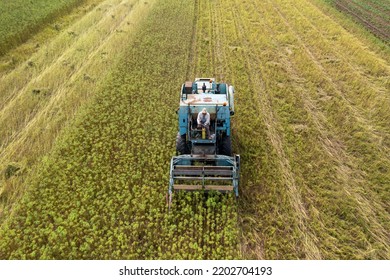 Combine Harvester Taking Off The Rich Harvest On The Industrial Hemp Plantation, Aerial View