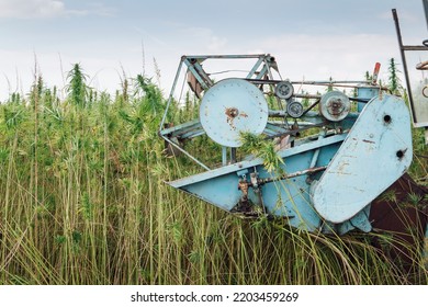 Combine Harvester Taking Off The Rich Harvest On The Industrial Hemp Plantation