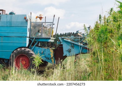 Combine Harvester Taking Off The Rich Harvest On The Industrial Hemp Plantation