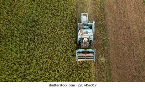 Combine Harvester Taking Off The Rich Harvest On The Industrial Hemp Plantation, Aerial View