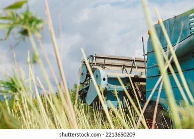 Combine Harvester Taking Off The Rich Harvest On The Industrial Hemp Plantation