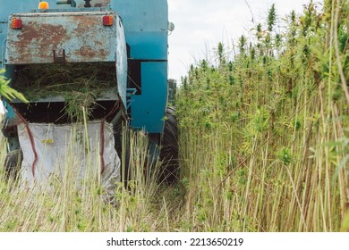 Combine Harvester Taking Off The Rich Harvest On The Industrial Hemp Plantation