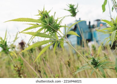 Combine Harvester Taking Off The Rich Harvest On The Industrial Hemp Plantation