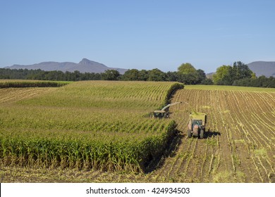 Combine Harvester And Tractor Harvest Maize Crop For Silage