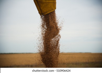 Combine Harvester Unloads Wheat Grain Into A Truck