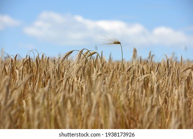 A Combine Harvester Is Used To Harvest The Winter Barley.