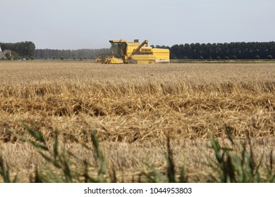 A Combine Harvester At Work In The Fields In August At A Hot Summer Night