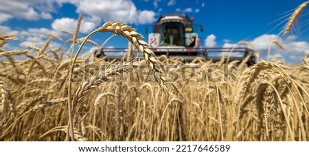 Combine Harvester Working in a Field on a Farm. Seasonal Harvesting the Wheat. Agriculture. Crop. Agrarian Business, Industry. Foodstuff. 