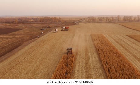 Combine Harvester Working On Corn Plantation. Top View Of Agricultural Machinery Gathering Ripe Maze Crop.