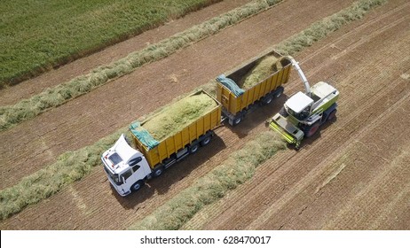 Combine harvesting a green field and unloads wheat for Silage onto a double trailer truck.