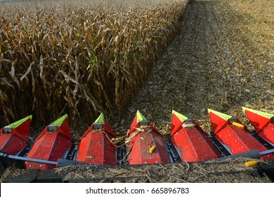 Combine, Harvesting Of Maize Grain. Harvest. 