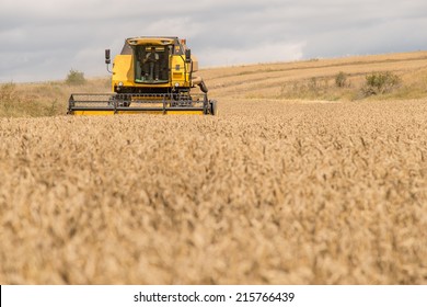Combine harvesting wheat, front view