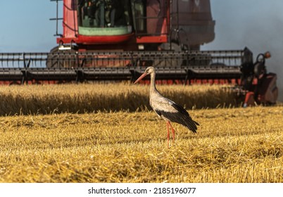 The combine mows winter wheat in the field. A white stork walks in front of the combine. Harvesting of early grains. Wheat cultivation. Agriculture, agricultural work in the field - Shutterstock ID 2185196077