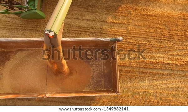 Combine pouring grain into truck. Agriculture\
builds progress of\
economy.