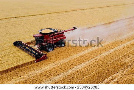 Combine tractor harvesting grain in a golden field. Ripe and ready to harvest. Hard work. Country life.