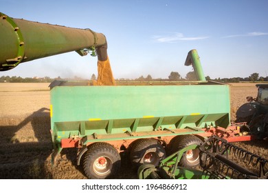 Combine Unloading Wheat Into A Grain Cart