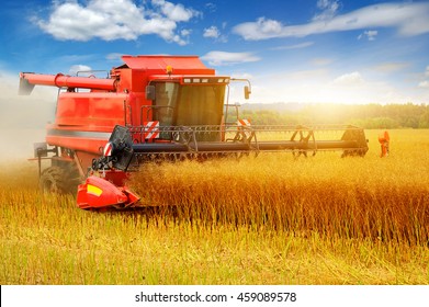 Combine working in field. Harvester harvests