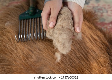 Combing Cashmere From A Goat