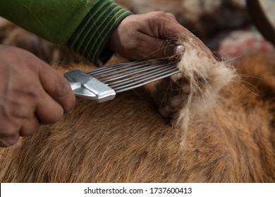 Combing Cashmere From A Goat