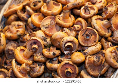 Lactarius Deliciosus High Res Stock Images Shutterstock