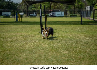 Come Here Corgi