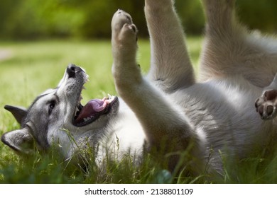 Come Play With Me. A Cropped Shot Of Playful Huskies Outside - Animal Life.