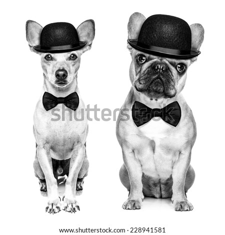 comedian classic couple of dogs wearing a bowler hat and black tie  isolated on white background.In black and white retro look