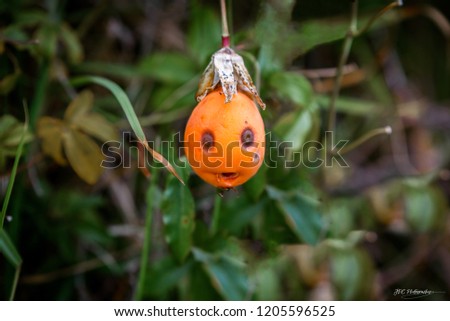 Comedic image of a face within a native Kiwi fruit.
