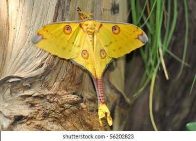 Comet Moth