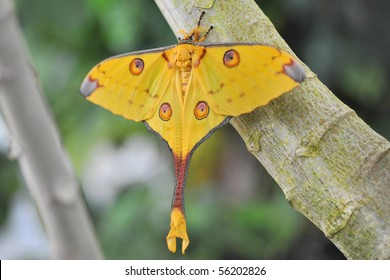 Comet Moth