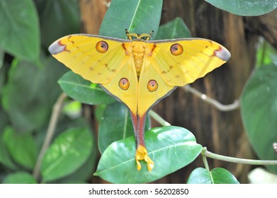 Comet Moth