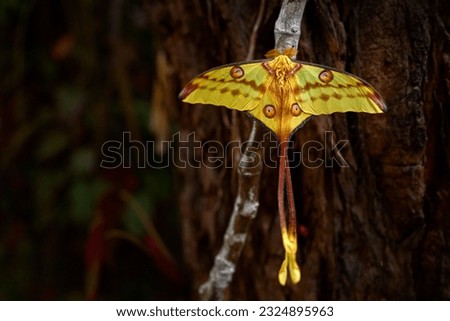 Comet moth, Argema mittrei, big yellow butterfly in the nature habitat, Andasibe Mantadia NP in Madagascar. Beautiful insect in the nature. Madagascan moon moth with big cocoon in green vegetatin. 
