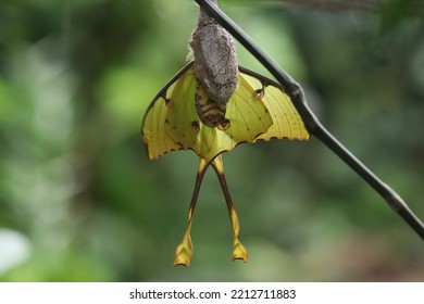 Comet Moth -  Freshly Hatched