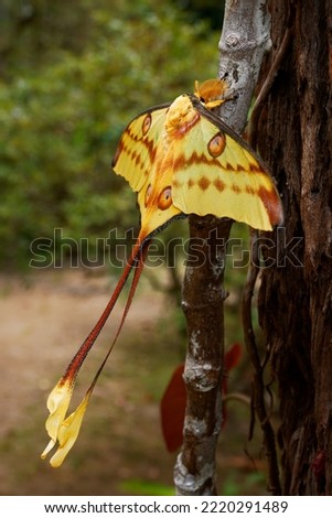 Comet moth or Madagascan moon moth (Argema mittrei), big moth native to the rain forests of Madagascar, yellow wings with the long tail. Great butterfly sitting on the brown tree trunk.