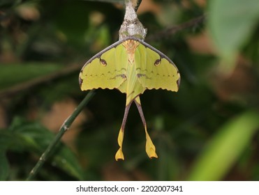 Comet Moth A Night Butterfly