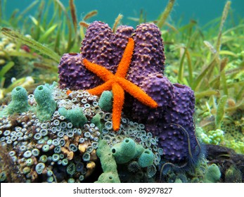 Comet Sea Star With Colorful Sea Sponge And Anemone, Caribbean Sea, Costa Rica