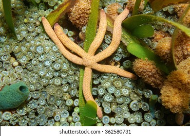 Comet Sea Star With Six Arms, Linckia Guildingi, Underwater On The Seabed, Caribbean Sea