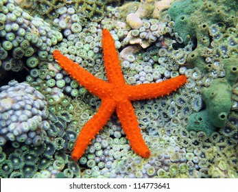 Comet Sea Star Underwater On Seabed Covered By Anemones