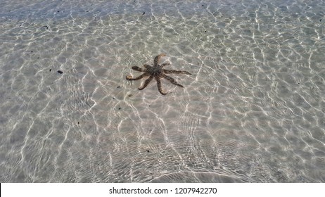 Comet Sea Star Underwater On Seabed Covered By Anemones