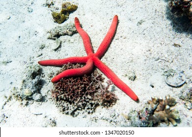 Comet Sea Star Underwater On Seabed Covered By Anemones