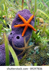 Comet Starfish And Brittle Star On Purple Tube Sponge, Caribbean Sea