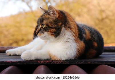 Comfort on a heated sheet of iron. Now in shadow. Domesticated cat called Liza lies on board and rest after dinner. Kitten relaxes in an elevated place to feels safe. Colored animal head.