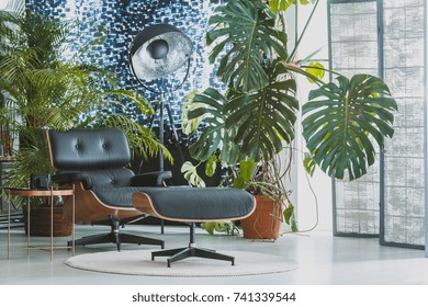 Comfortable black chair and stool on white carpet in apartment with palm trees and patterned curtain