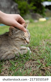 A Comfortable Cat With Closed Eyes Closed