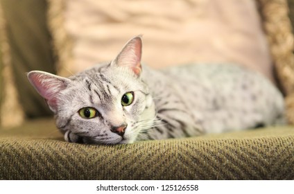 A comfortable Egyptian Mau cat relaxes on a couch.  Shallow depth of field is focused on the eyes