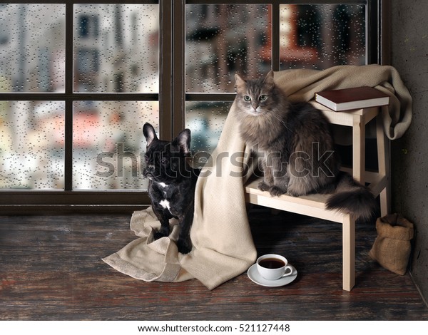 Comfortable room with\
panoramic window. Dog and cat sitting at the ladder, book, cup of\
coffee, plaid